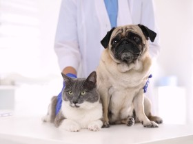 犬猫のがんは種類も治療法も多い　発症してから亡くなるまで、飼い主ができること