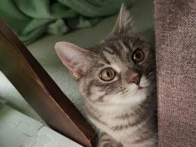 みんな忙しいかニャ　かわいくジッと見つめるマンチカン「モモ」