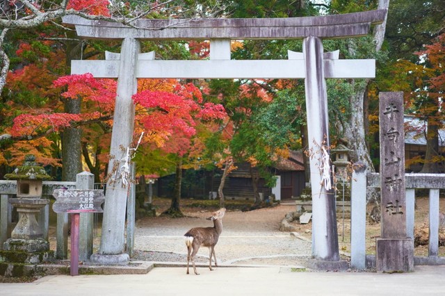 奈良県 天川村（提供画像）