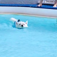 すいすいと泳ぎ出すくまたろうくん（画像提供：日々くまたろうさん）