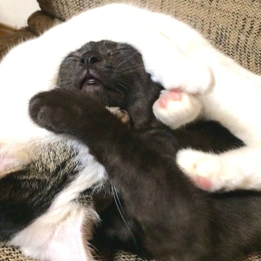 先住猫のてんくんと絡まって幸せそうに眠る
