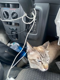 車内を探索中（提供：銀八雲さん）