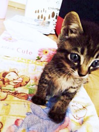 保護直後、保護主さんが撮影した正宗くん（画像提供：よしゅあさん）