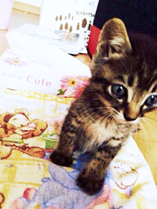 保護直後、保護主さんが撮影した正宗くん（画像提供：よしゅあさん）