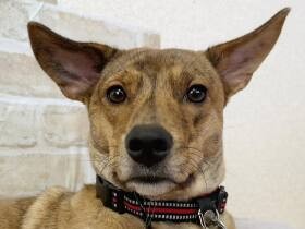 動物が苦手な母をいとも簡単にとりこにした雑種犬「ジュエル」　今は心のよりどころに