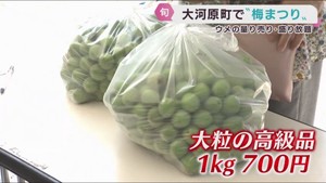 「おおがわら梅まつり」　旬のウメを販売