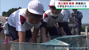地元に伝わるシロウオ漁を小学生が体験　宮城・南三陸町