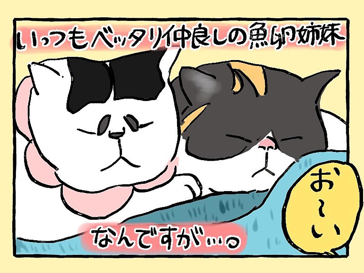 隣の皿はうまい…？ 魚卵猫姉妹、必殺「クロス食い」 | 「犬や猫