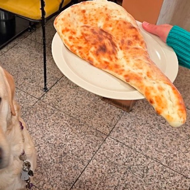 「ナン」に似てるねと言われた犬さん、とは？ （画像提供：ロキの相方さん）