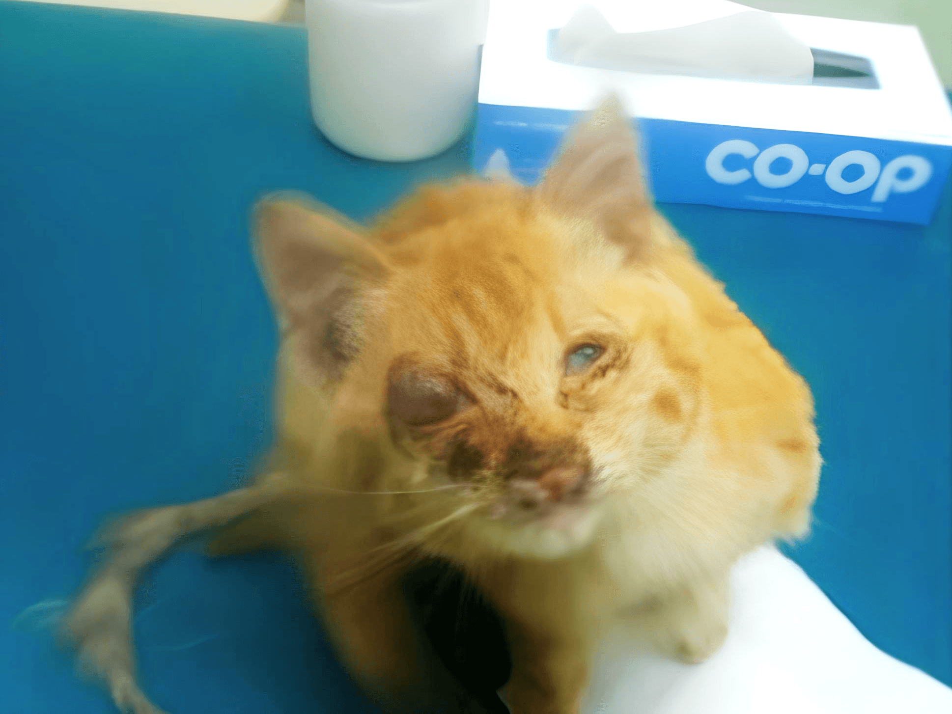 ハート徳島のブログで里親募集されてた記事の写真