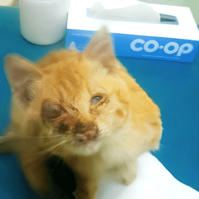 ハート徳島のブログで里親募集されてた記事の写真