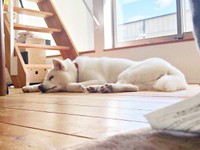 お迎え初日。ゴロンと寝そべってくつろぐまゆちゃん（画像提供：秋田犬まゆさん）