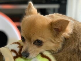 空のようにおおらかに育つように　一家の三男坊、チワワ「そら」