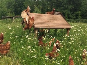 生食もOK「屋外放し飼い」卵が並ぶ英国の高級スーパー　食の安全を求め消費者が後押し