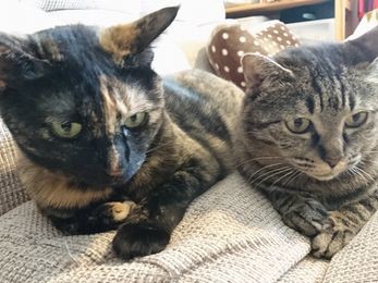 ペットシッターさんが我が家を訪問　ドアを開けると、そこには