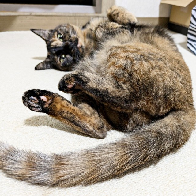 ゴローンと寝そべってこちらを見つめるぽんずちゃん（画像提供：きのひとまるさん）