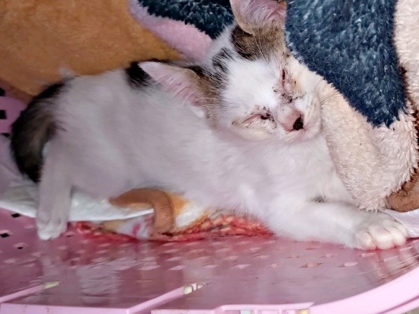 命の危機もあったーー生後推定2カ月、保護直後のキナコちゃん（画像提供：ゆーちゃんさん）