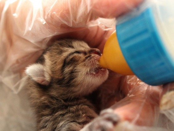 犬猫の殺処分、３年連続ゼロ　県知事「ボランティアに感謝」