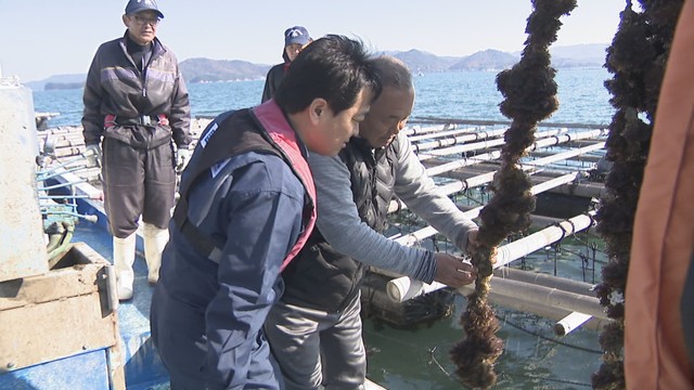 瀬戸内海の養殖カキが大量死している問題　国民民主党の玉木代表が香川県東部の養殖場を視察