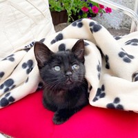 お迎えまもないころ、温かい毛布に包まれるあずきちゃん（画像提供：しゃも&黒猫あずきさん）