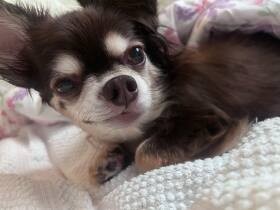 寝ぐせバッチリでしょ？　チワックス「くるみ」のおかげで笑顔がこぼれる朝の一コマ