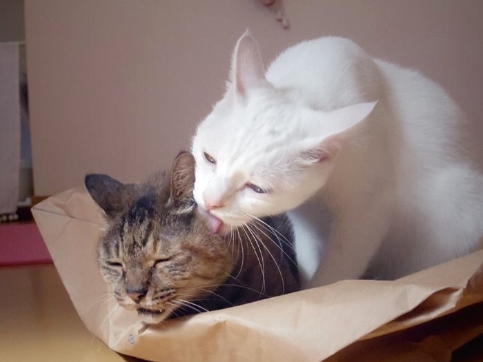 モコを舐めてあげるコト　（maiさん提供）