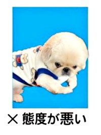 「証明写真のNG例」の中のひとつ、態度が悪いてんてんくん（画像提供：てんてんの毎日さん）