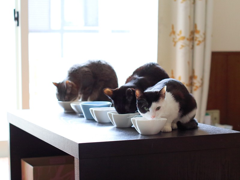 急いで食べないと取られちゃうからね。