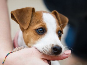 犬との幸せな生活に、しつけは大切　「人間のルール」を教えよう