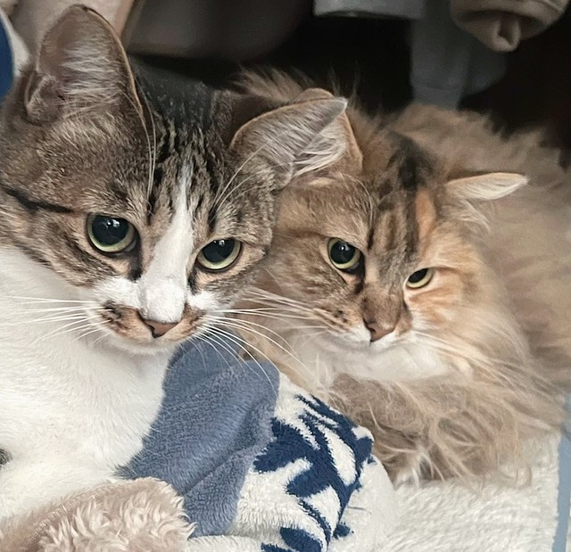 （左から）ココちゃんとつくしちゃん、新米の猫たちを見守っています（画像提供；つくきな ココテテさん）