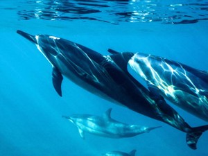 画面越しでの重さのない恋愛。それでもネットの海をさまよい続ける