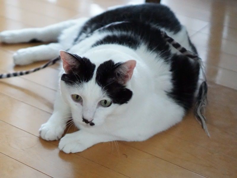 おうちは安心。心配はひとつだけ、ちょっと体が大きくて（へへ）