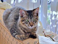 被毛がふわふわしているふわりちゃん（画像提供：とららさん）