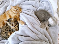 布団に大集合！ からしくん（左上）、にぼしくん（左下）、いわしくん（右）（画像提供：いわし先生さん）