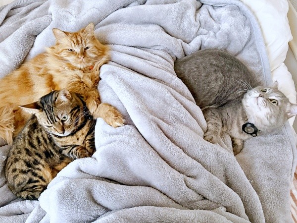 布団に大集合！ からしくん（左上）、にぼしくん（左下）、いわしくん（右）（画像提供：いわし先生さん）