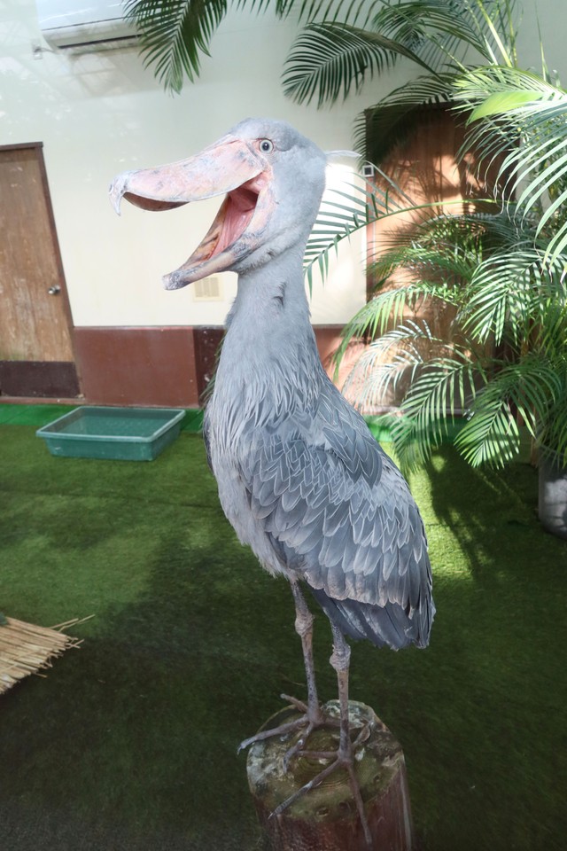 あくびするハシビロコウ