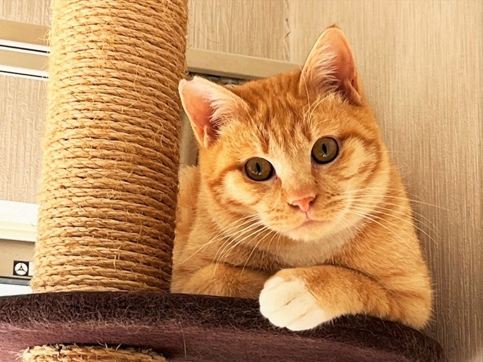 「ボク、屋根の上で、7日間も過ごしちまった」