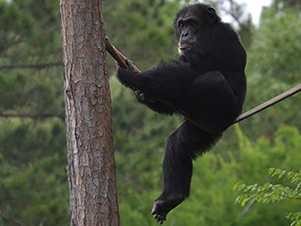 NIH　チンパンジーを使う実験を打ち切る　米国