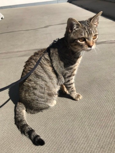 ベランダで日向ぼっこ中（提供写真）