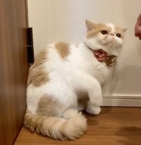 パパさんの手が近づいた途端、威嚇モードになるきなこちゃん（動画からキャプチャー／提供：エキゾのきなこさん。）