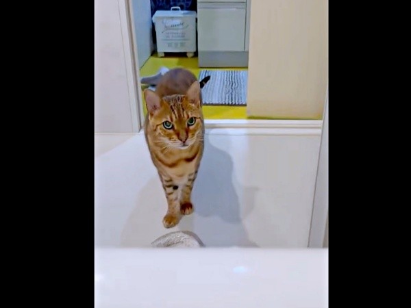 「何してるの？」 テーオくんのやって来ました（画像提供：久米夏生さん）