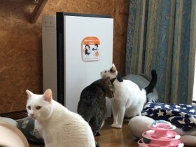 保護犬猫の譲渡活動を「ジアイーノ」で応援　今年もパナソニックが寄贈　計20団体