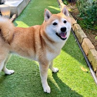 笑顔がキュートなおとちゃん（画像提供：柴犬おとちゃん 6歳さん）