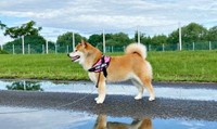 水たまりの水面にくっきり…？