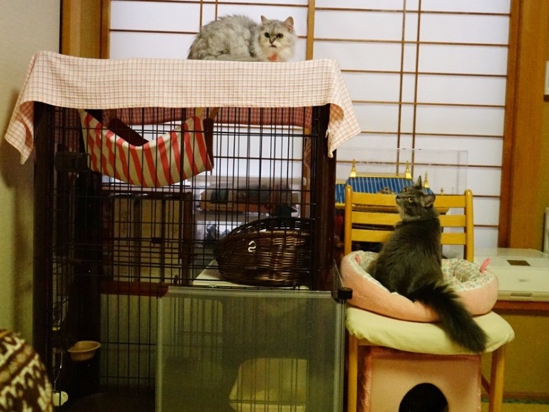 カマンがいなくなり、クランはシャンパンたちに近づくようになった