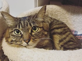 盗み食いしちゃって…お腹いっぱい！　キジトラの「レティ」