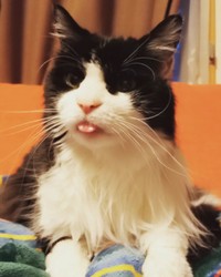 舌ペロ、可愛いにゃ