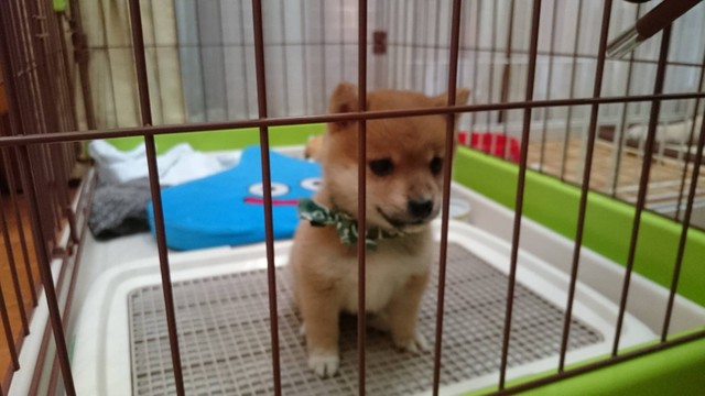 おすわりです（提供写真）