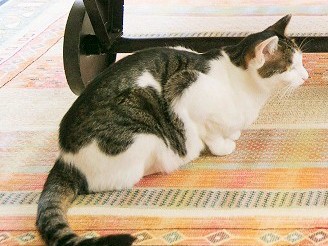 これはたまらん！「はなまる」ライフ　津田蘭子さん