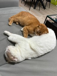 ソファーで仲良くくつろぐえもちゃん、とろちゃん（提供：aちゃん/1m👦🏻さん）